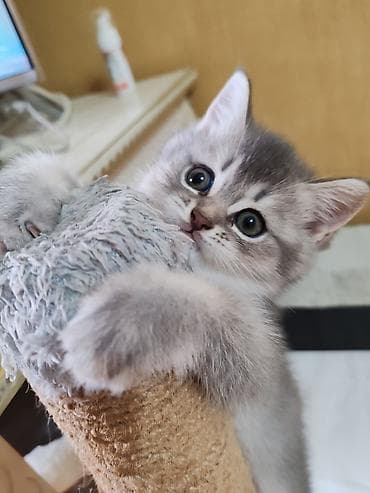 it ucun qurd dermani: Britan, Dişi, Yaxşı əllərə, Ünvandan götürmə — 8