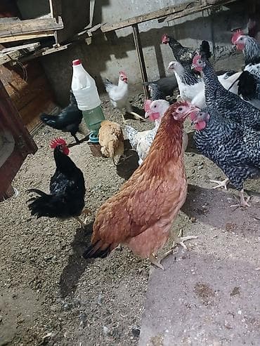 Куры: Tam sağlam damazlıq yararlı toyuqlar vp:051 439 91 43 zeng :050 678 — 2
