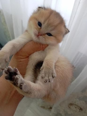 cins qazlar: Şotland yastı qulaq, Yaxşı əllərə — 3