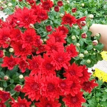 topdan gül satışı: Xrizantema payızgüllərinin topdan və pərakəndə satışı. Qiymətlər — 7