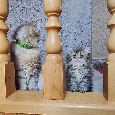 sinsila pisik: Britan — 5