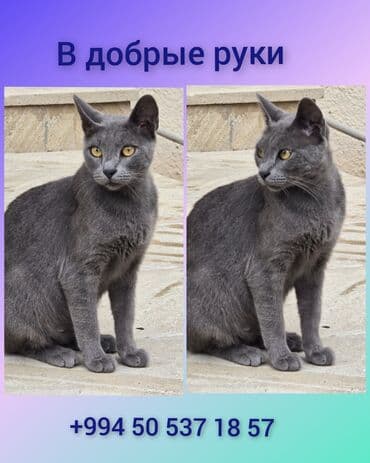 шотландский вислоухий котенок баку: Rus mavi, Dişi, Yaxşı əllərə, Ünvandan götürmə, Ödənişli çatdırılma — 1