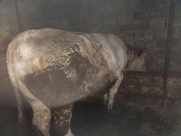 lumizin inek: Qiymet serti yazilib mal.kesgiynen verilir 280 290.kilo olar super kok — 2