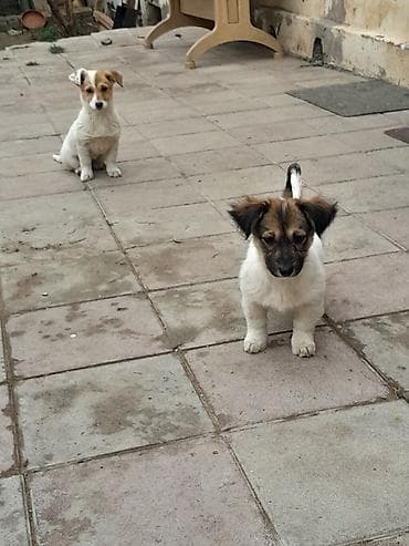 itleri: Zvonok, 3 ay, Dişi, Ünvandan götürmə — 5