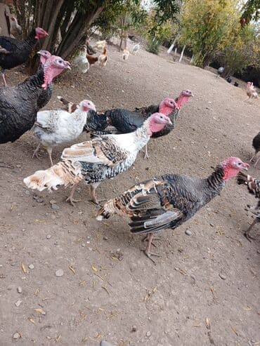 Məhsul: Hinduşka sürüsü Təsvir: - Geniş həyət şəraitində saxlanılan