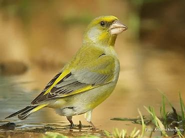 it evi: Məhsul: Yaşıl qırğılı (European Greenfinch, Chloris chloris) – ev — 3