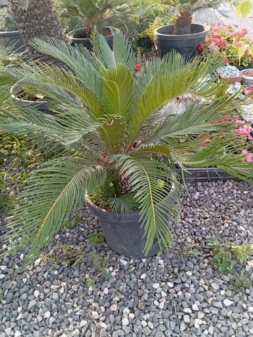 Sifarişlə əl işləri: Agaclar
gubreler guller — 3