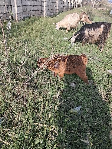 sani kecisi: Ana bala kecj 1 ci qarina doqub balasi disidi — 3