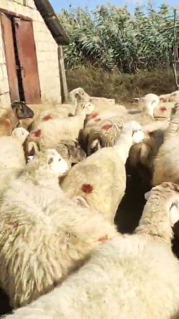 bakida cins ineklerin satisi: Dişi, il: 1, 50 kq, Damazlıq, Ünvandan götürmə — 3