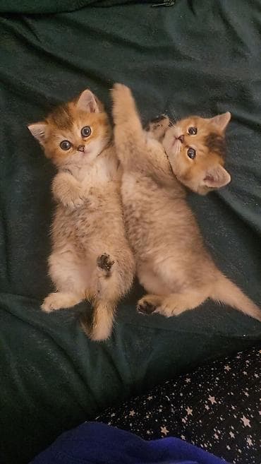 Quşlar: Qızıl şinşilla — 10