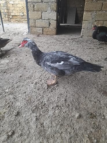 kayuqa ordek: Lal ördəklər satılır. Qiyməti razılaşma yolu ilə — 4