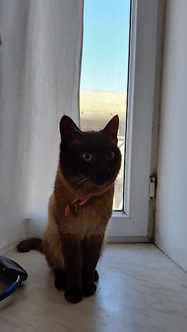 siam pisiyi haqqinda: Siam — 4