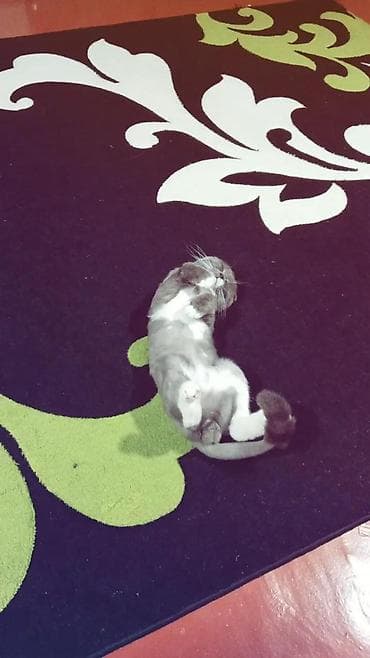 pişik alıram: Şotland yastı qulaq — 10