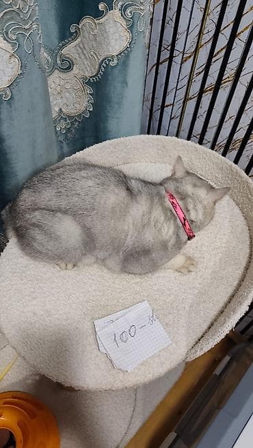 it pişik: Şinşilla — 4