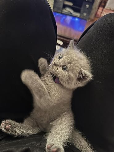 ağ pişikler: Britan, Pulsuz çatdırılma — 2