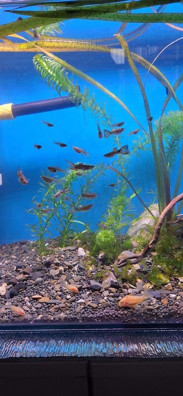 it ve qiz sekilleri: Quppi, Sülhsevər — 3