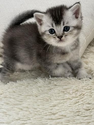 pulsuz verilir: Britan — 1