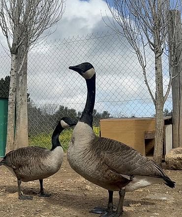 Məhsul: Kanada qazları [CÜT Sekilinde Satilir] Qiymetde Endirim — 2