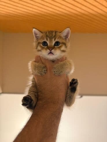 pişik cüt: Ağ balaca pişik balası – mavi gözlü, tükləri yumşaq və sıx. Üzündə və — 3