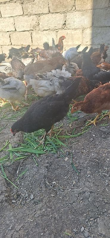 toyuglar: Kend çolpaları .Qiymet 6 manat 50 qepik — 4