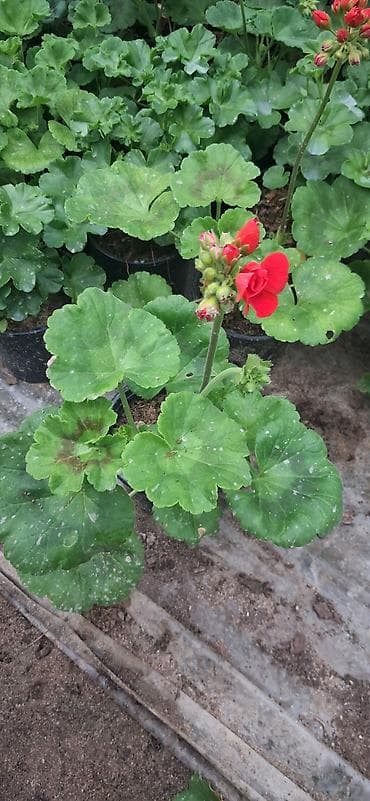 nergiz gülü şekilleri: Məhsul: Saksıda sardunya (Pelargonium) – müxtəlif rənglərdə [TƏK — 10