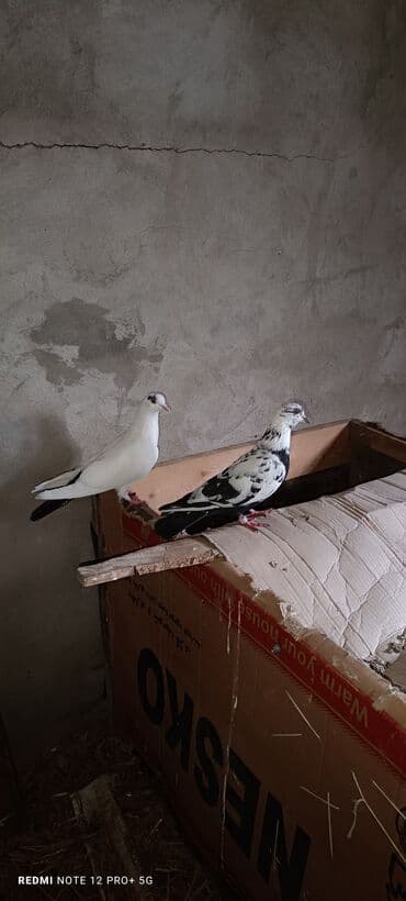 İkside çox uçan quşlardi cütü 25m