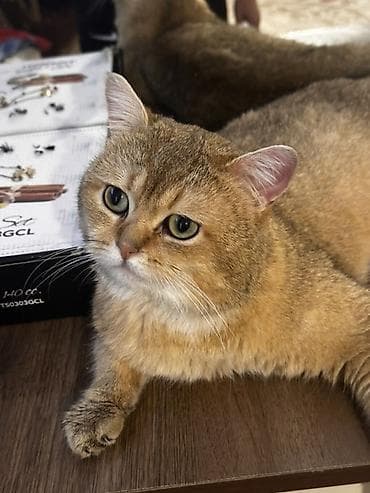 pişik eşyalari: Britan, Erkək, Ünvandan götürmə — 1