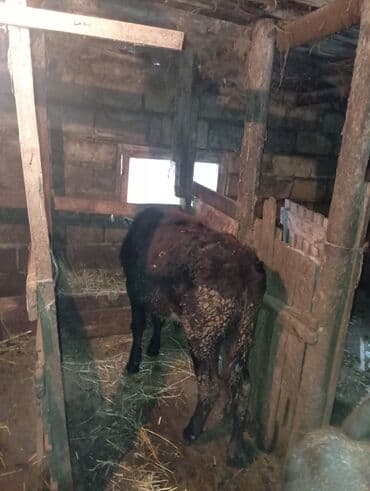 Dişi danadi yemdə olan heyvandi bağlı şəraitdə olur