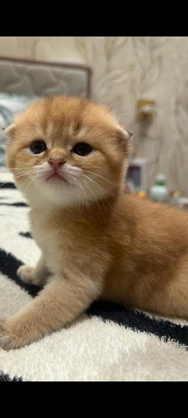 cins qazlar: Şotland yastı qulaq, Yaxşı əllərə — 1