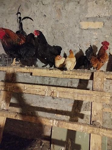 Ördəklər: Toyuq, Damazlıq — 4