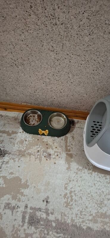 pişik eşyaları: Britan, Erkək — 6