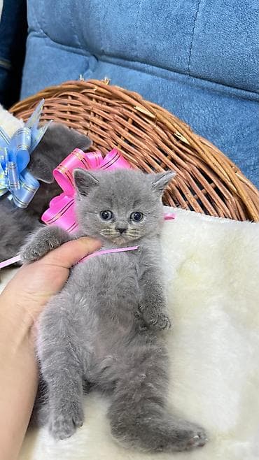 ev pisikləri: Britan — 2