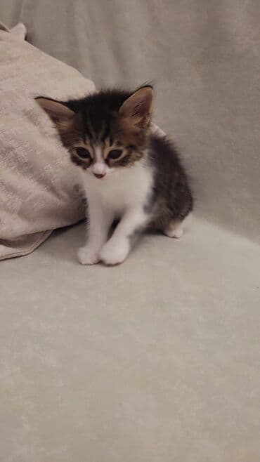 котенок в хорошие руки: Yaxşı əllərə — 1