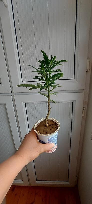 maral buynuzu gulu: Maral buynuzu gülü. Böyük-15 azn, balaca 6, 5 3 azn — 6