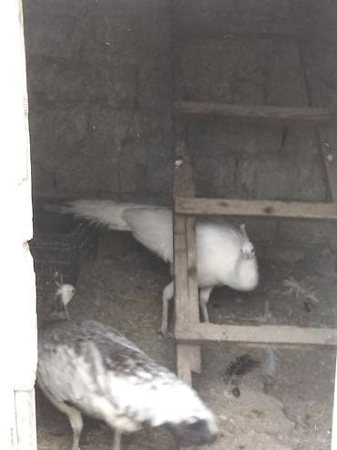 iney satışı: Salam aleykum. şəkildə gördüyünüz tovuzquşu cütü satılır. fərq — 4