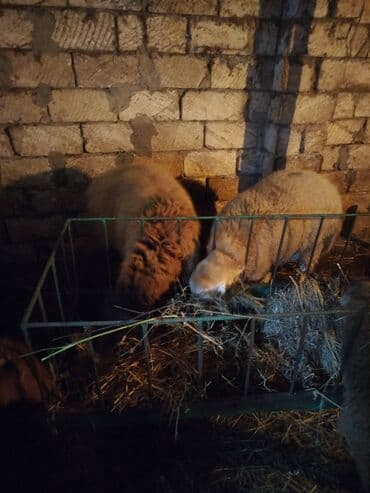 tap az yumurtlayan toyuqlar: Məhsul: Qoyunlar (ferma heyvanları) Təsvir: - Şəkillərdə bir neçə baş — 2