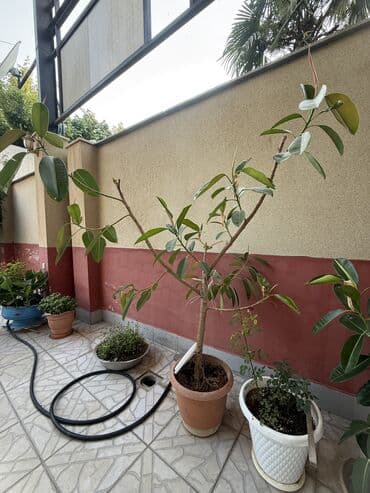 kala bitkisi haqqinda melumat: Güllər satılır — 9