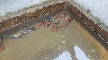 Heyvanlar üçün mallar: Koi, Sülhsevər — 1