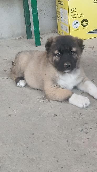 xasqi balaları: Kanqal — 10