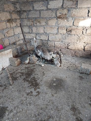 qus qefes: Salam tovuzquşu balalari satilir. 1 ededi 40 manata — 2