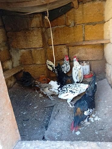 göyercin: Biri 15 m hamısı xoruzdu — 2