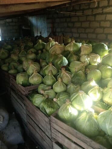 Tərəvəzlər: Məhsul: Ağ kələm (baş kələm) Təsvir: - Anbar şəraitində taxta — 3