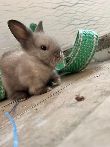 Akvariumlar: 🐰Dekorativ Lionhead bala dovsanlar 1 ayliq saglam, aktiv ve cox sirin — 6