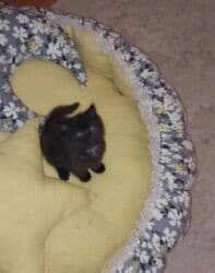 pişik sortlari: Şotland, Erkək, Dişi, Yaxşı əllərə, Pulsuz çatdırılma, Ödənişli çatdırılma — 11