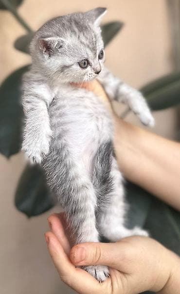 ordek sekilleri: Britan — 9