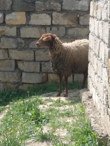 bordaq qoyun: Qoyun – yerli cins cavan qoyundu 1ci qarina bogazdi - Fotoşəkillərdə — 4