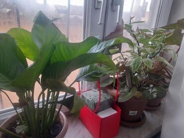 gul salonu: Xalca gulu 12, 15 azn satilir,vp aktivdi bawqa gullerde var — 6