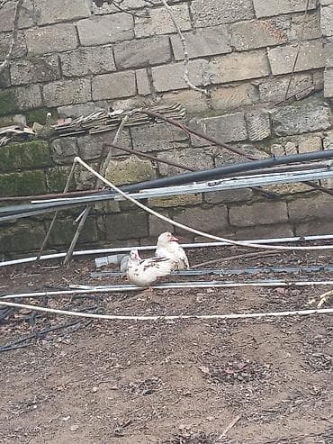 Keçilər, çəpişlər: Musk ördəkləri (indo duck) – fərqli rəng çeşidləri ilə Məhsulun — 1