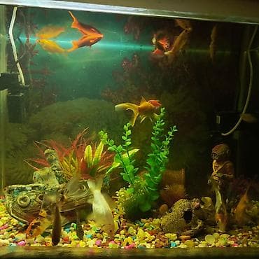 akvarium filter: Dördbucaq akvarium, Balıqlarla birlikdə, 130 l, Ünvandan götürmə — 7