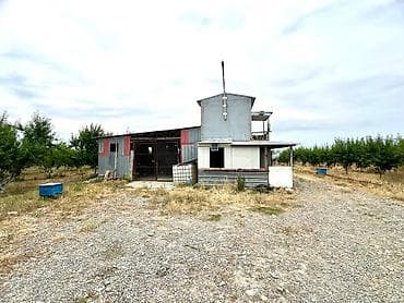 zanbaq: Badam bağı 8 yaşında. Şabranda 8 ha Badam bağı, ceşidi Feraduel və — 5